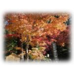 【レジャー】11月末に鎌倉・円覚寺に紅葉を見に行ってきた
